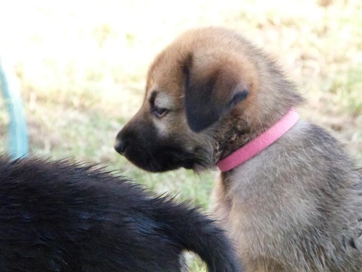 chinook dog